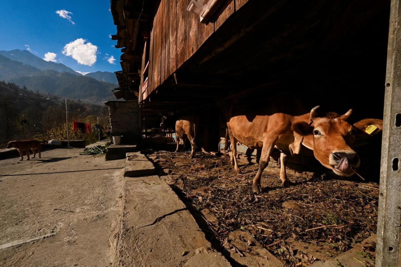 Zostel Dobhi, Manali Vandrarhem Nagar  Exteriör bild